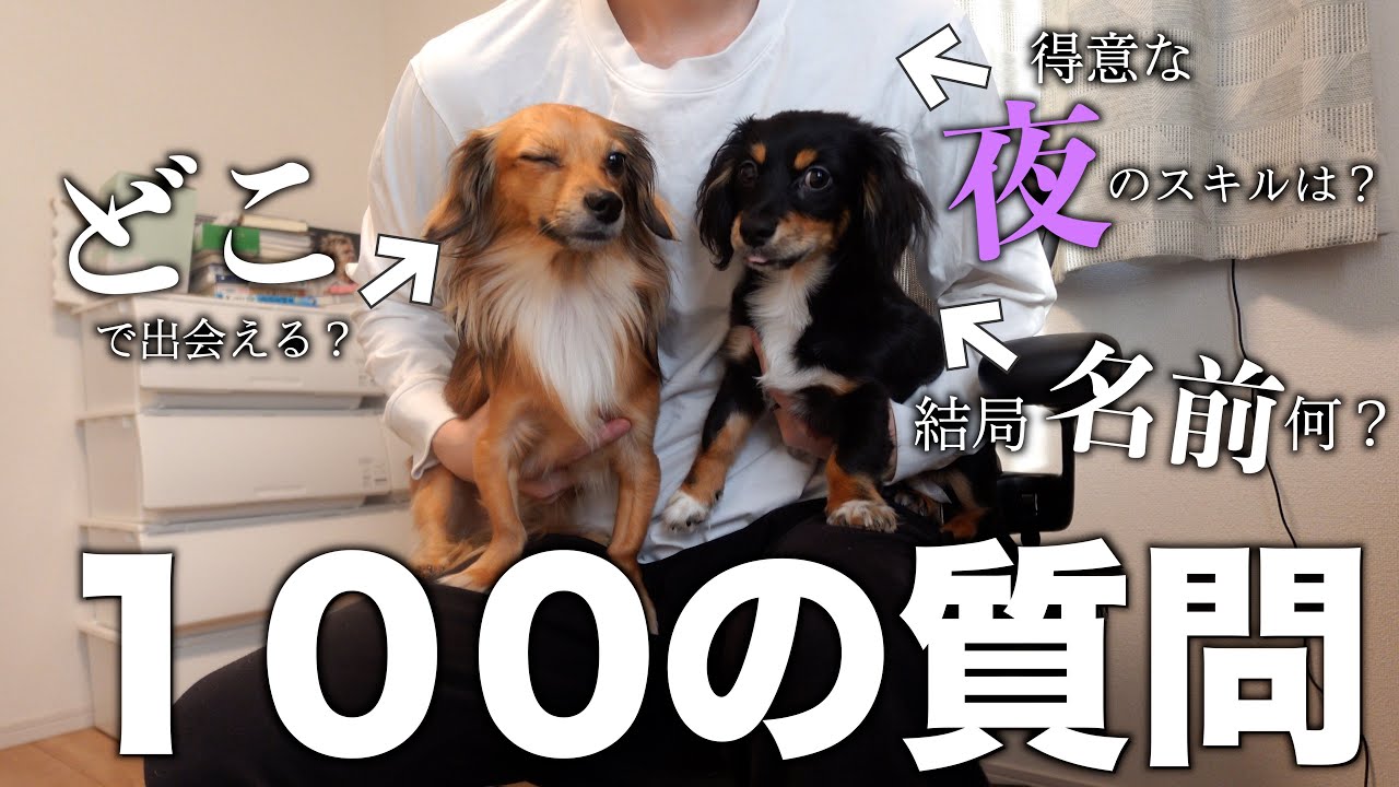 Chihuahua-pig Kotaro answers 100 questions in a somewhat out-of
