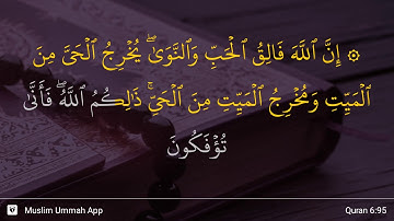 سوره انعام آیه 95