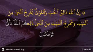Al-An'am ayat 95