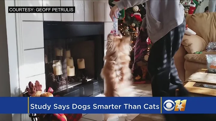 Study Finds Dogs Are Smarter Than Cats