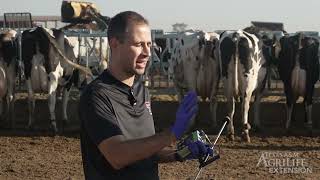 Juan Piñeiro - Disease Prevention in Dairy Cattle - Metritis Definition
