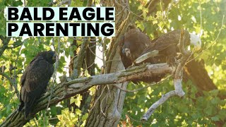 Bald Eagle Parents Find Ways To Provide For Whiny And Hungry Baby Eagles.