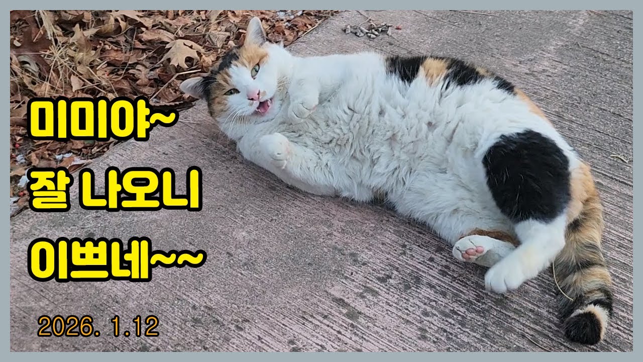 미미야~ 아픈데 없지요?   Loving a cat...❤  Cat Video..