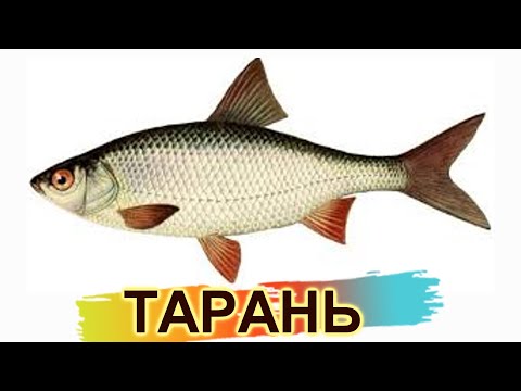 какого размера тарань можно брать ? можно ли ловить в канале ? нормы вылова / штрафы
