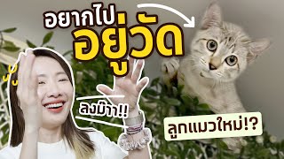 แมวใหม่ห้าวเกิน! ซนกว่าลิงวิ่งเปิดกับพี่ๆในบ้านจน…