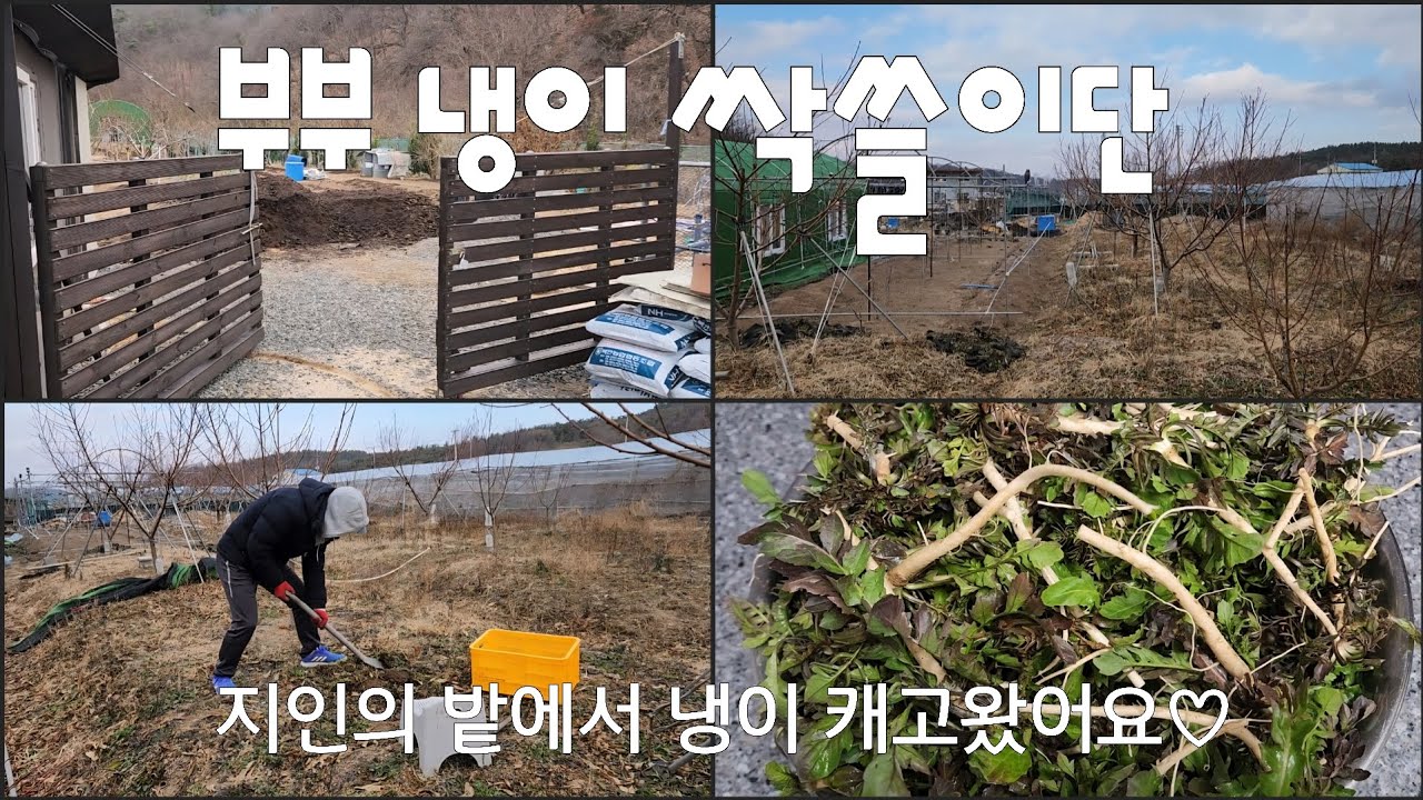 냉이캐기 두번째이야기