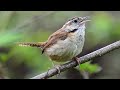 Carolina wren singing his heart out