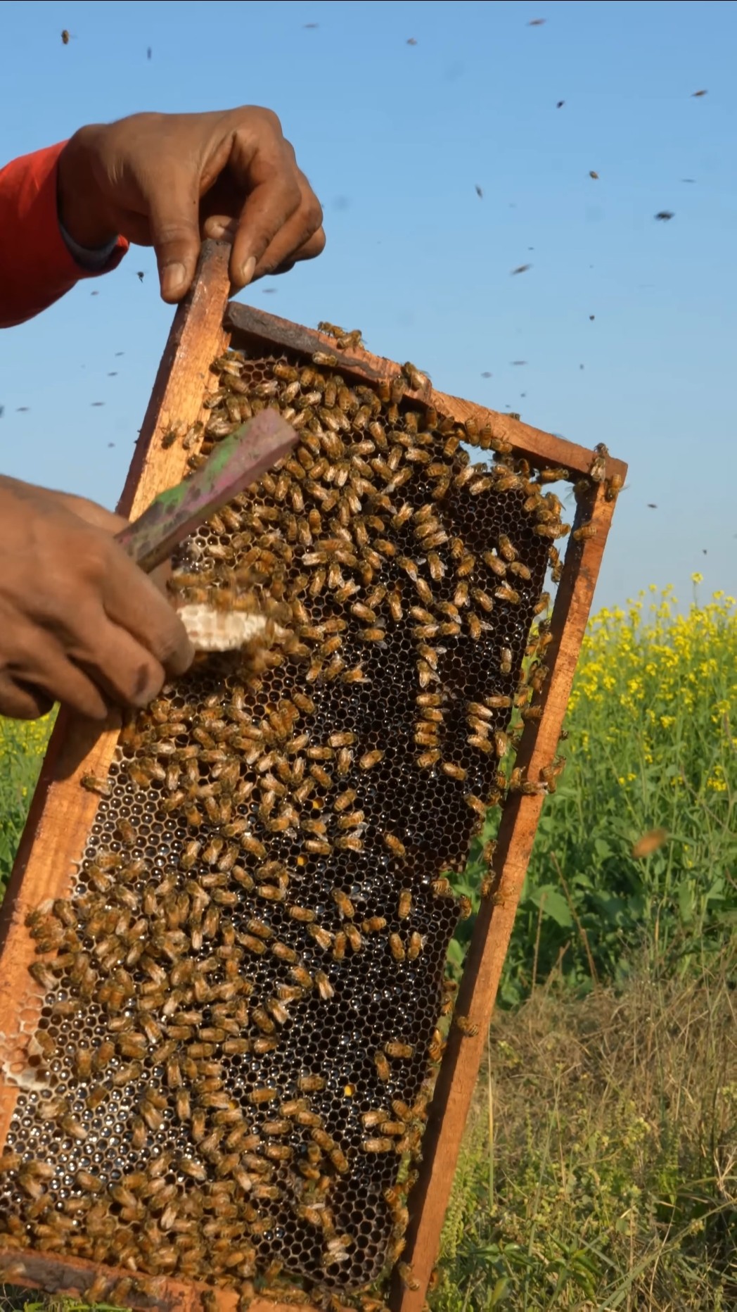 Bee Sting Kit Can Save You ? #bluebox