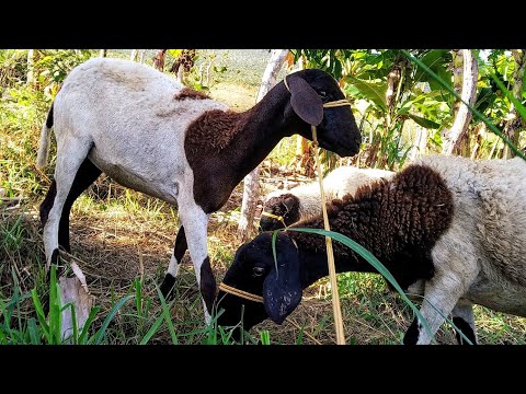 Vídeo: Cabeçalhos De Esperança: Uma Cabeçada De Ovelha De Estimação Descobre Um Câncer Em Estágio Inicial No Proprietário