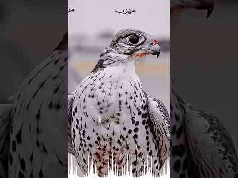 قرناس