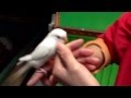 不二屋のセキセイインコ。アルビノ。