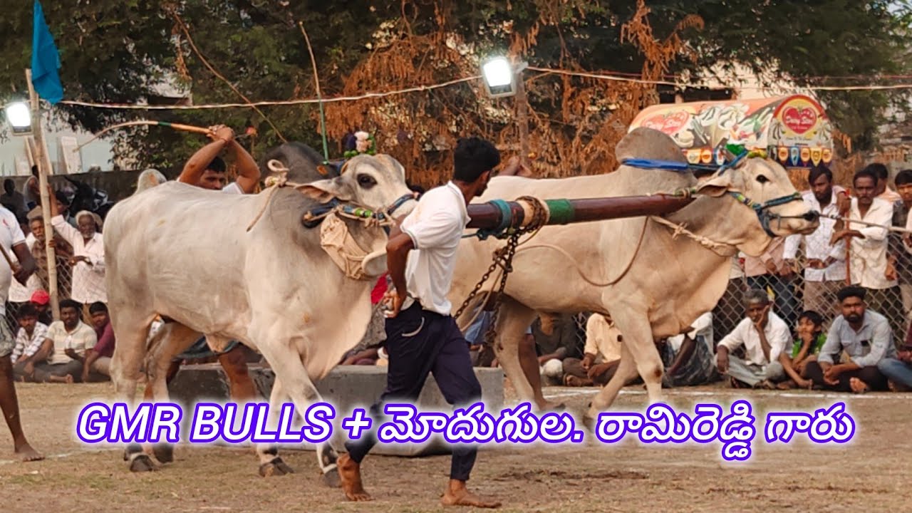 బనిగళ్ళపాడు న్యూ కేటగిరి 3వ GMR BULLS & మోదుగుల రామి రెడ్డి(  రాముడు చిరుత)..