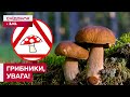 СЕЗОН ГРИБІВ У САМОМУ РОЗПАЛІ! Де найкраще шукати та як не натрапити на отруйні?