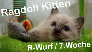 Ragdoll Kitten | unser R-Wurf in der siebten Woche | Aramintapaws Ragdolls by Aramintapaws Ragdolls 217 views 1 year ago 47 seconds