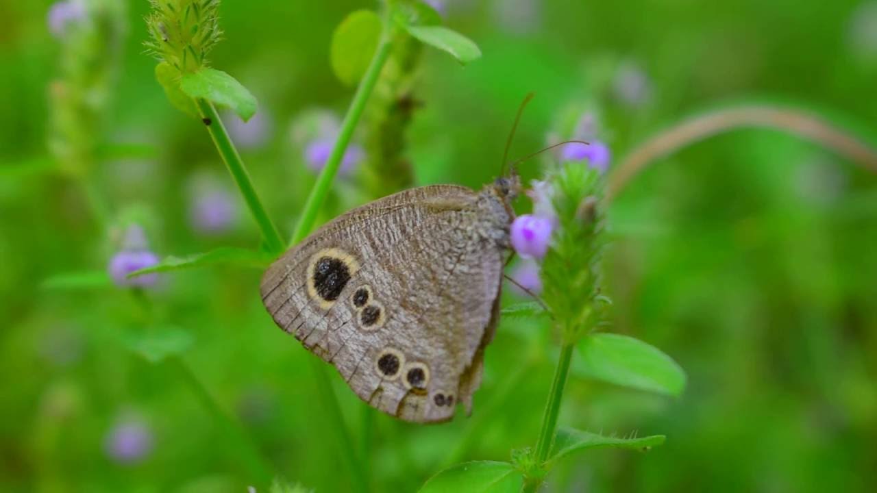 Beautiful Butterfly Drinking Honey HD Video YouTube