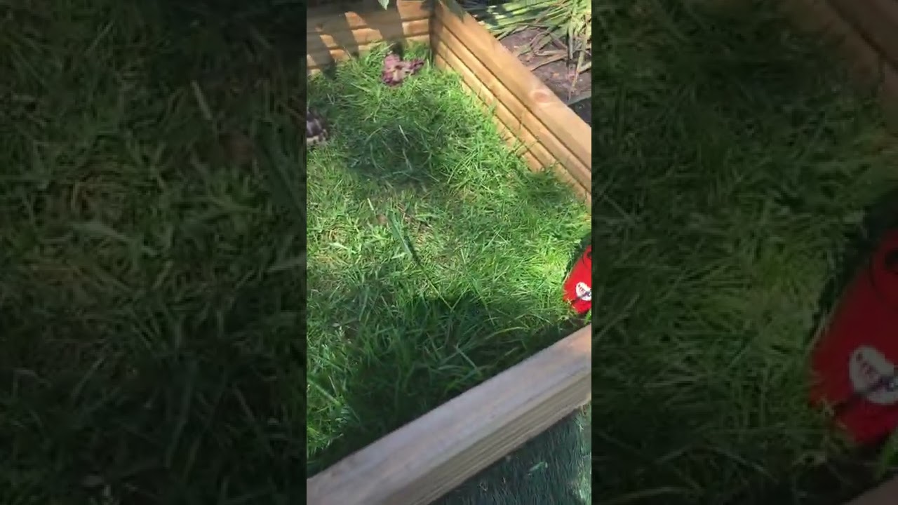 Spur Thighed Tortoises Enjoying The Sunshine Having Some Natural Rays 