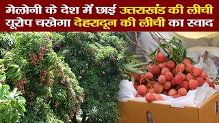 Italy पहुंची देहरादून की लीची की मिठास | Dehradun Litchi Export | Uttarakhand APEDA| Sapna Pandey