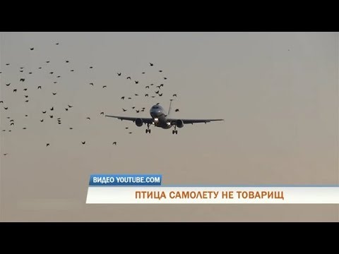 Самолет и птица бионика. Чем отличается птица от самолета правильный. Самолет и птица бионика. Чем отличается птица от самолета правильный. Чем отличается птица от самолета правильный.