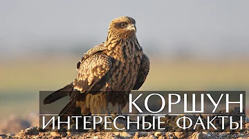 Коршун - интересные факты