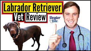 Labrador Retriever 2020 | Veterinarian Review | Dogtor Pete