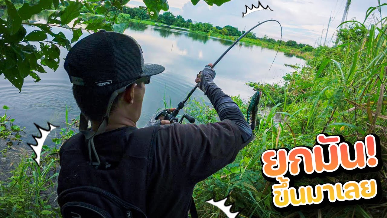 สายลุยไม่ต้องคุยให้เสียเวลา...ก็ยกมันขึ้นมาเลยสิครับ ตลุยช่อนชะโดนาน้ำท่วม