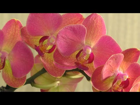 Как правильно сделать первый полив Орхидеи после пересадки в керамзит ???