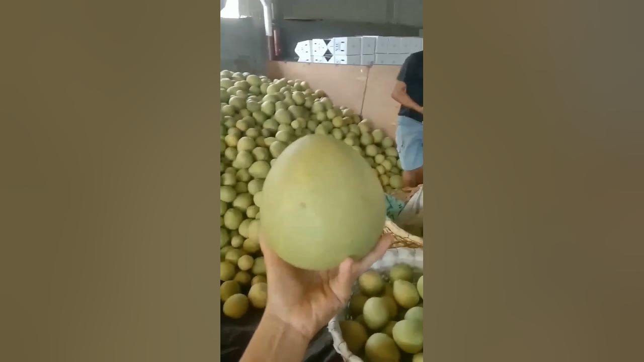 suha fruit harvest YouTube