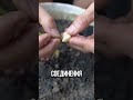 Китайский метод, 1 куст , 2 овоща!