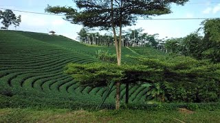 keu indahan kebunteh  tempatnya adem dan sangat sejuk sekali bisa bikin hati tenang