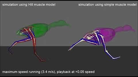 The tail helped bipedal dinosaurs to run