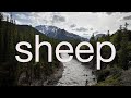 Sheep