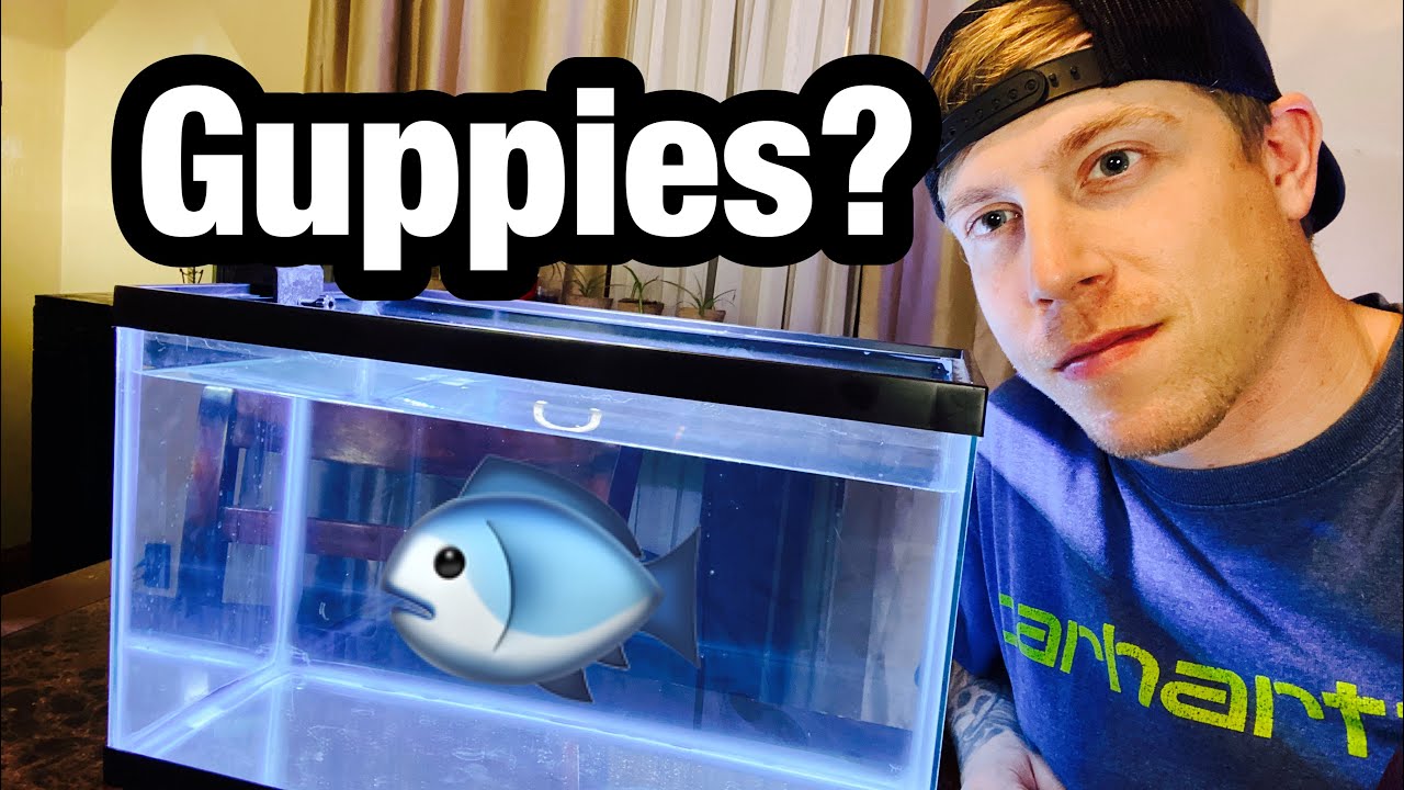 How Many Guppies In A 10 Gallon Aquarium?