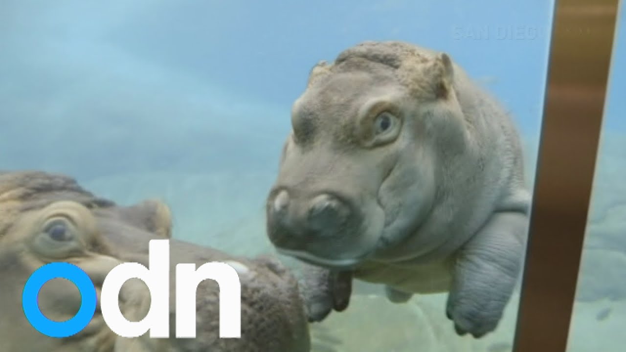 Cute Video Baby Hippo Makes Debut Splash Youtube Cute Video Baby Hippo Makes Debut Splash Youtube