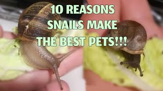 10 Reasons To Get A Pet Garden Snail! [Garden Snail Pros]