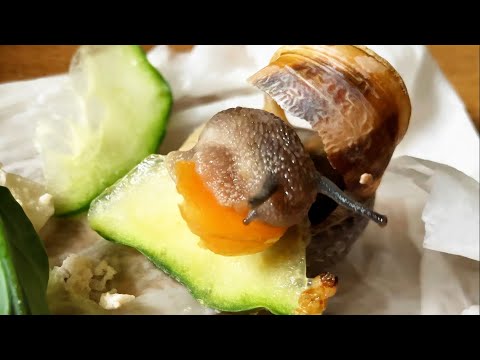 Watch This Broken Snail Patch Its Shell with Salad! Wildlife Rescue Story 🐌💚