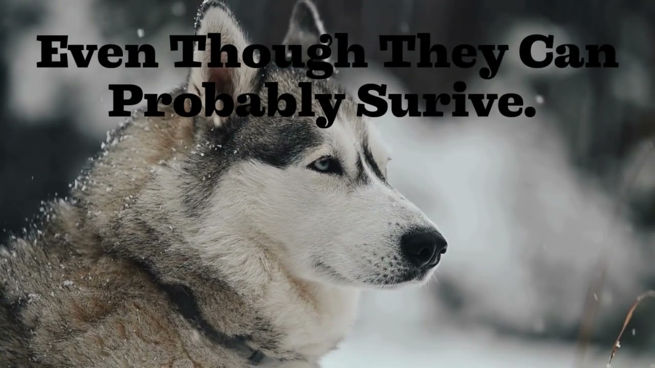 How Cold Is Too Cold For My Dog To Be Outside? 