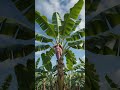 🍌 From Banana Seed to Banana Tree 🌱 Amazing Growth Time-Lapse #ai #viral #youtubeshorts