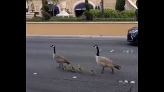 Las Vegas Strip during Coronavirus Pandemic