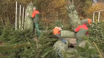 Christmas harvest begins in Germany, where some say decorating trees began