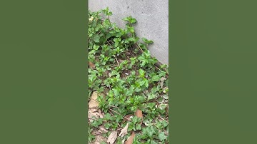 Rắn hổ mang định vào vườn bắt gà #snake #cobra #animals #birds #cobrasnake