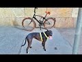 American Pitbull normal morning workout GoPro