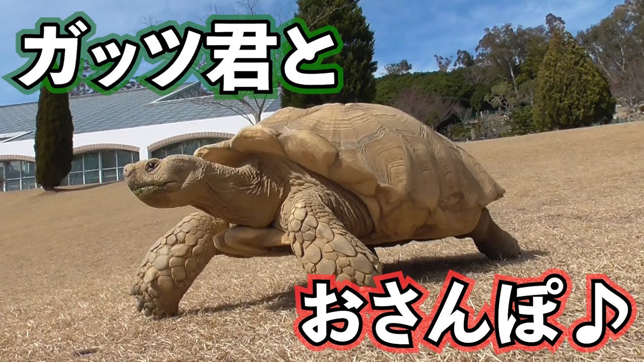 Walk] A walk with Guts the African spurred tortoise ♪ - YouTube