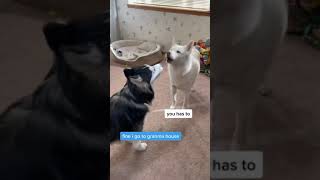 Dogs alerting evacuation
