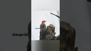 Red bellied woodpecker Compilation #birds #woodpecker