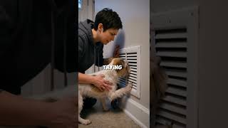 Title: The Foster Dog They Scolded Was Trying to Save Them#dogstory #emotionalvideo