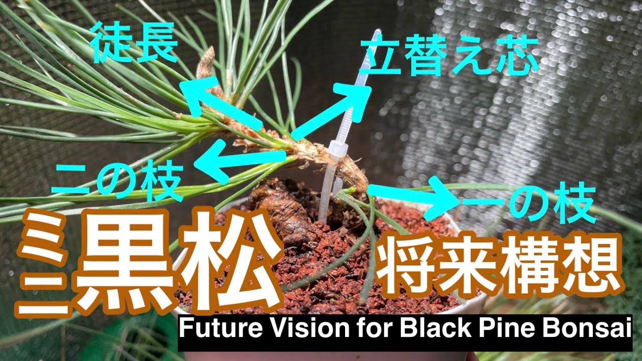 ミニ黒松の将来構想とそれに伴う作業 / Future Vision for Mini Black