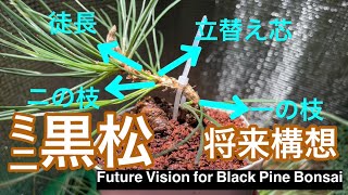 ミニ黒松の将来構想とそれに伴う作業 / Future Vision for Mini Black