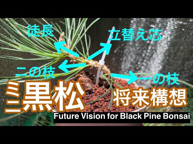 ミニ黒松の将来構想とそれに伴う作業 / Future Vision for Mini Black