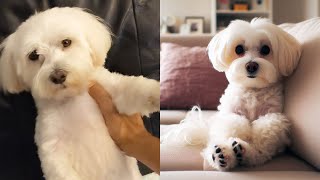 Lucky the Maltese's EPIC Sofa Escape