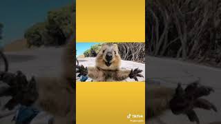 El Animal Más Feliz Del Mundo